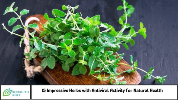 15 Impressive Herbs with Antiviral Activity
