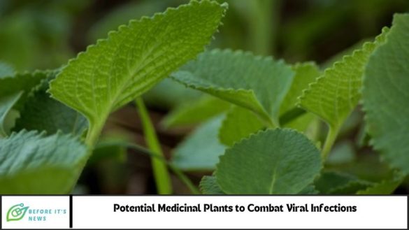 Potential medicinal plants to combat viral infections