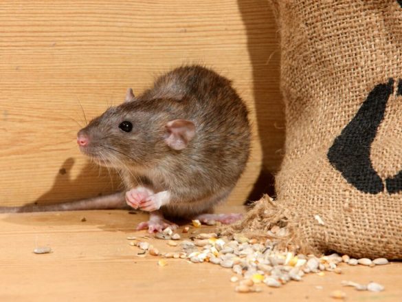 8 Common Types of Rodents Invading Your Home